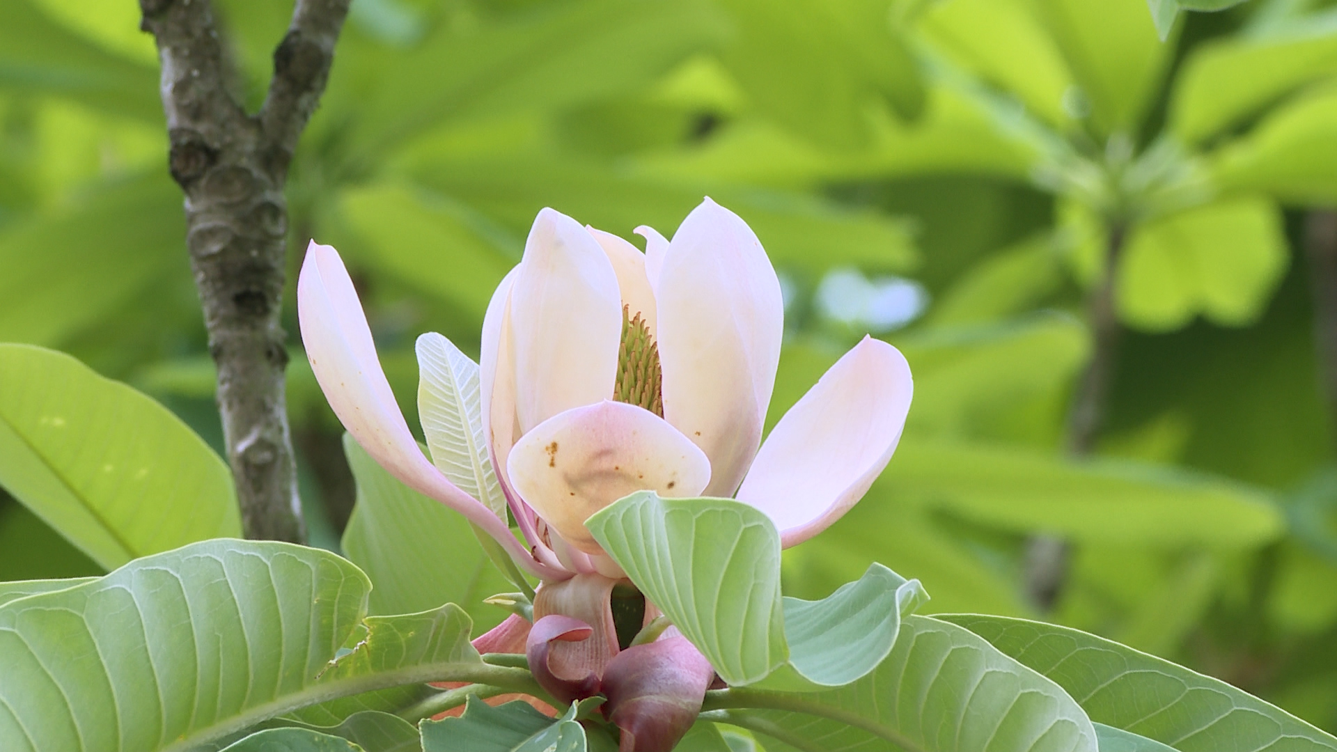 道县:厚朴花开挂满枝 云雾缭绕美如画