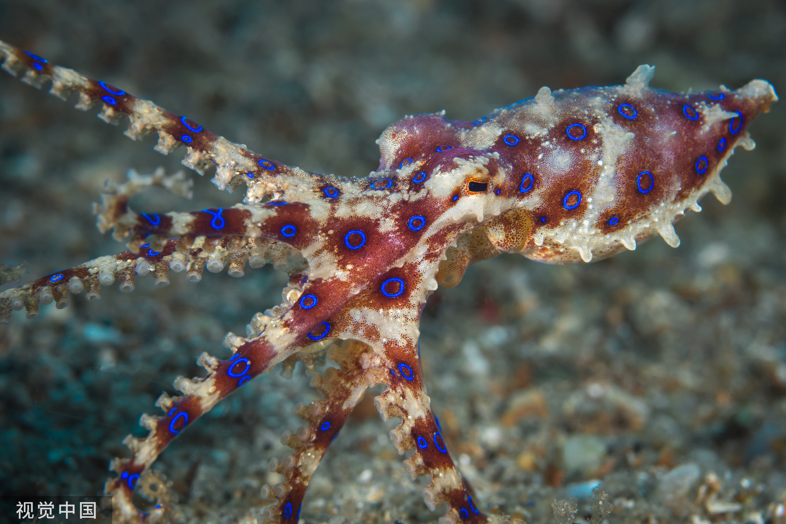 深圳门店买到蓝环章鱼?山姆称门店检查未有异常,市监今日会再抽检