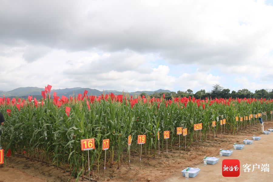 首届全国南繁育种技能大比武在乐东"摆擂"