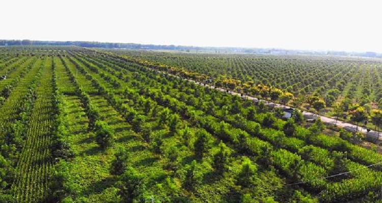 最佳林下经济组合种植