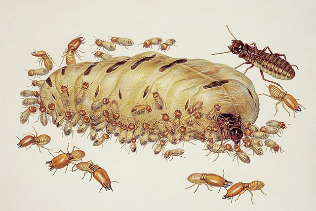白蚁蚁后的繁殖能力多强?寿命有多长?
