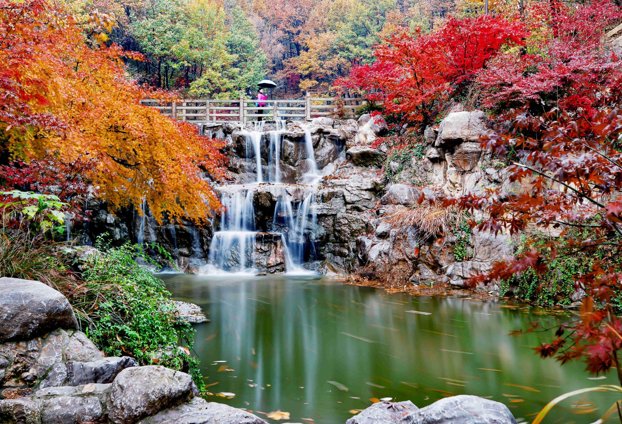 美丽江苏·每日一景丨连云港灌云大伊山:又是一年枫正红