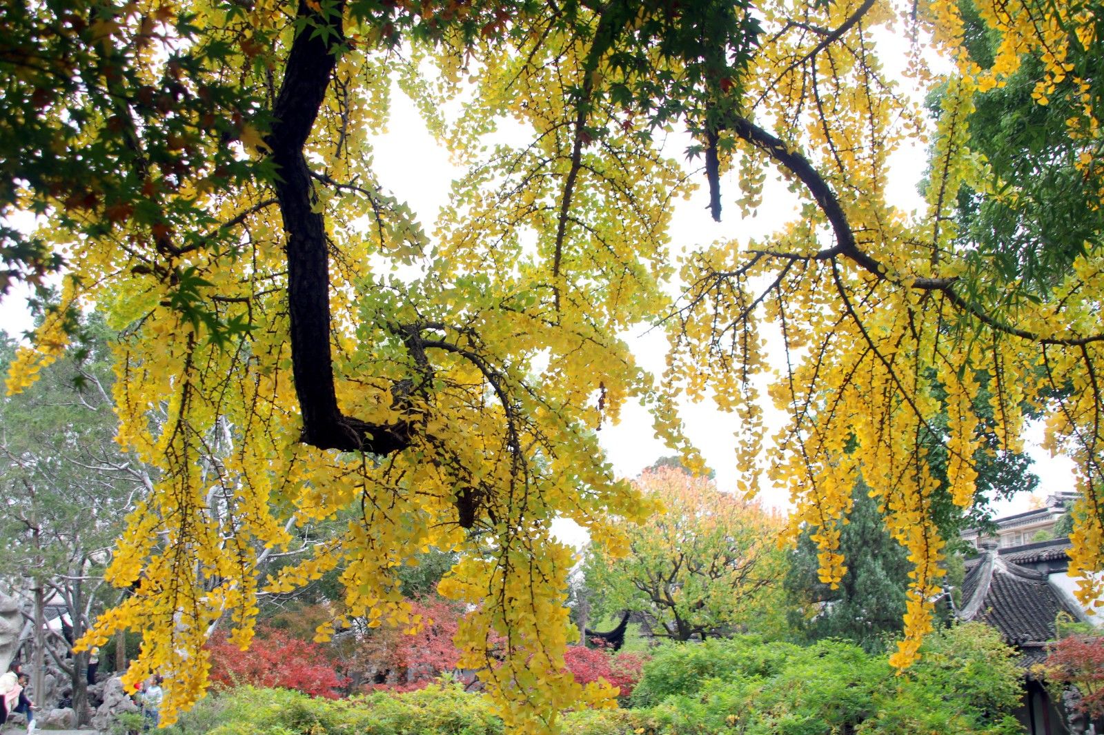 江苏苏州:狮子林400多岁古银杏满树金叶醉游人