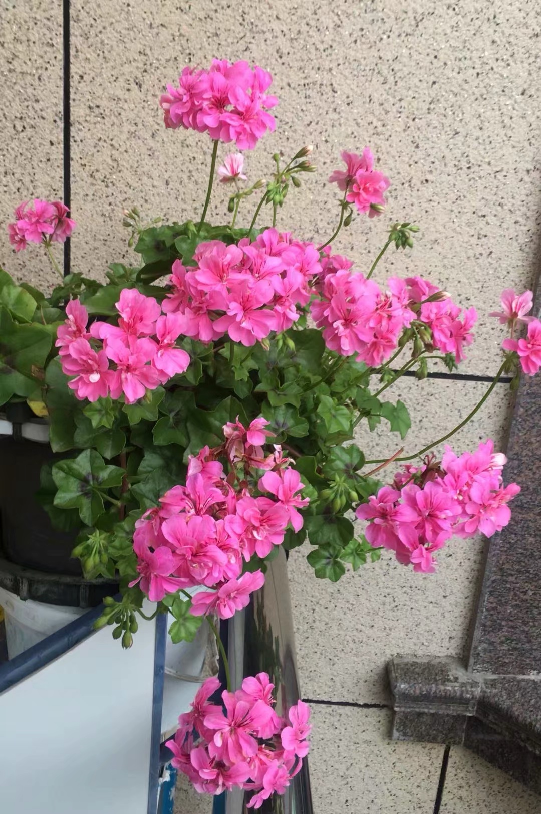 阳台养天竺葵,就选"粉春天",颜值高,花期长,养护也简单