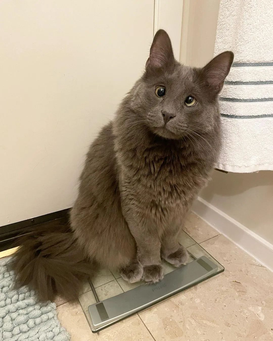 好潦草的一只对眼喵,这只喵界清流竟也能靠颜值杀出属于自己的网红路!