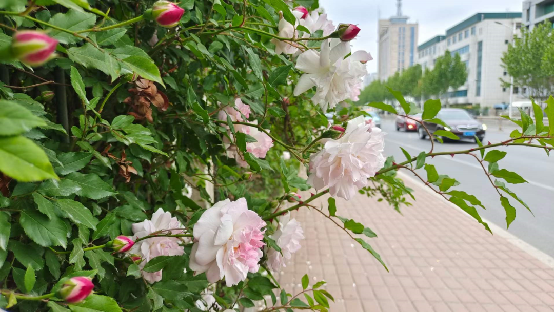 壁纸 花 桌面 1080_609