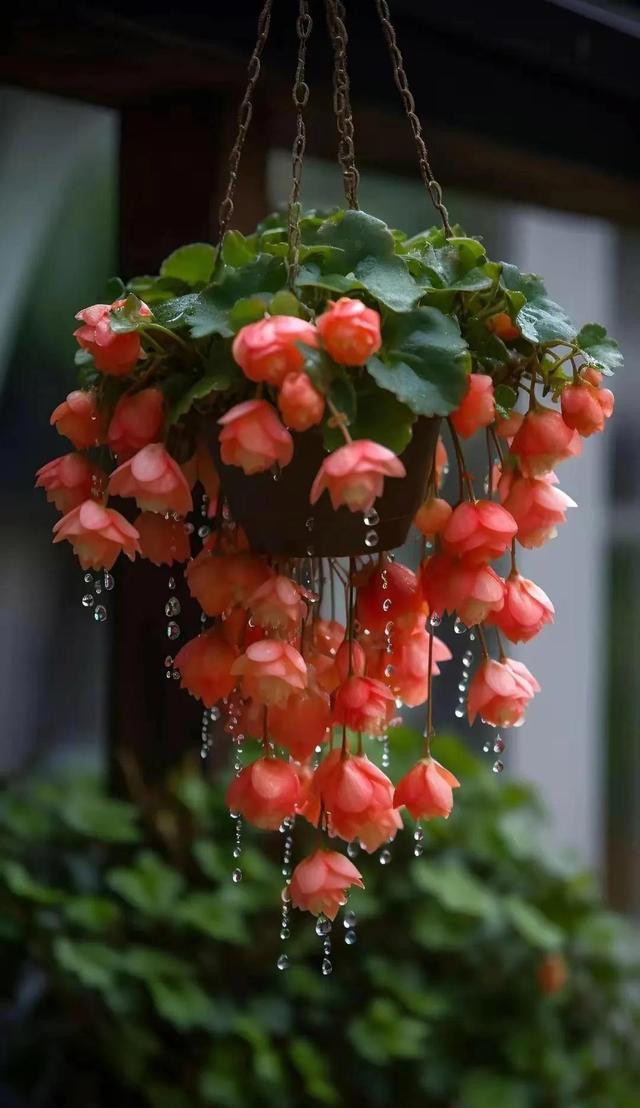 唯美壁纸〡唯美治愈,以前鲜花是礼物,现在鲜花是生活