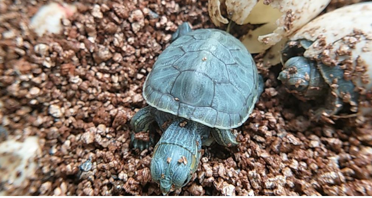 乌龟收脐带用蛭石还是湿纸巾