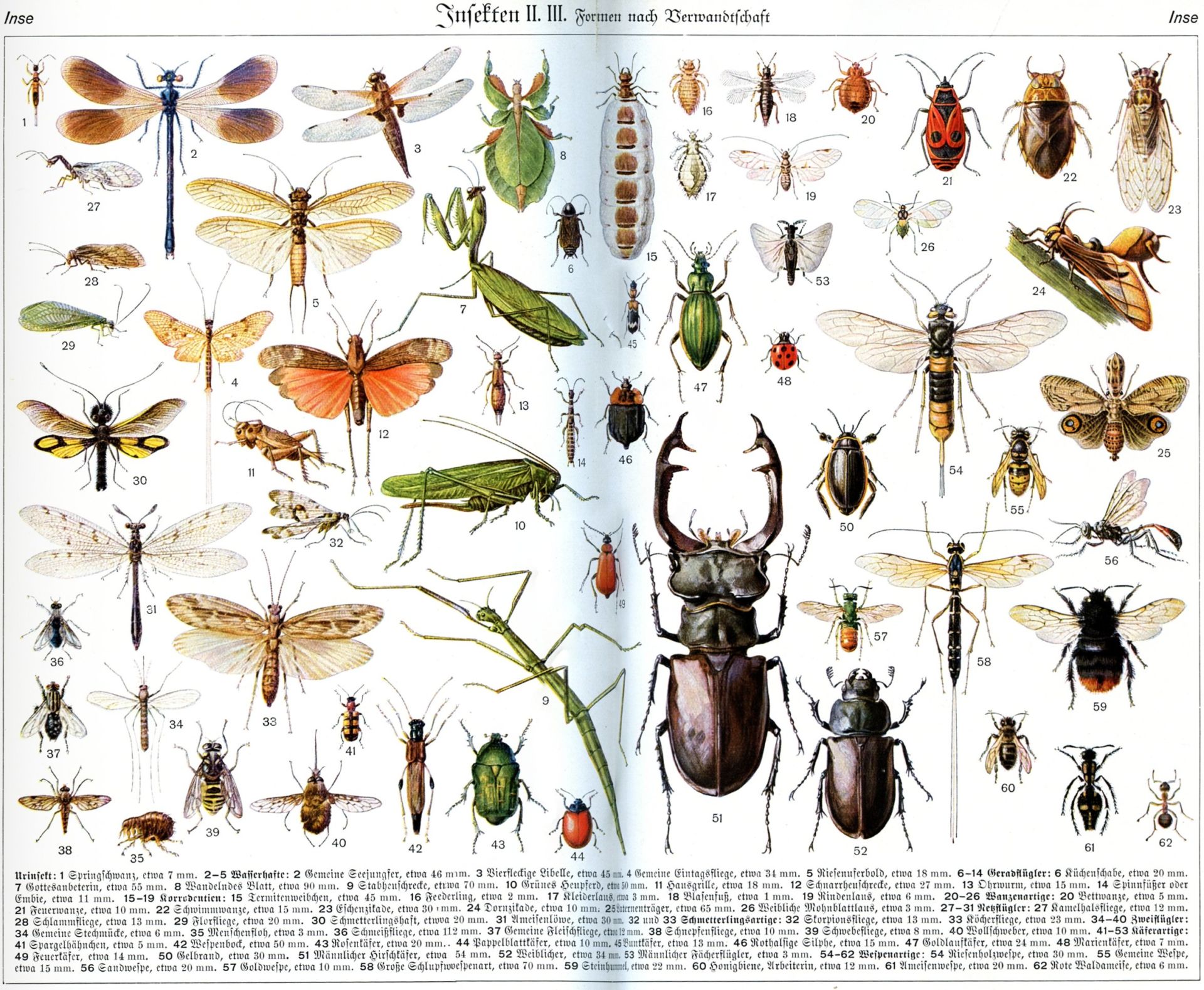 昆虫进化模板图片