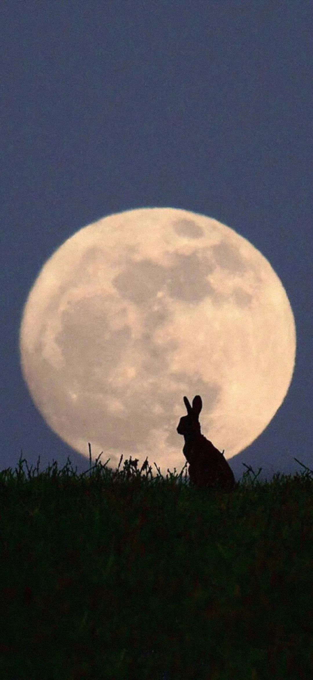 有意境的壁纸,花花世界,浮华人生,静默淡然,随遇而安