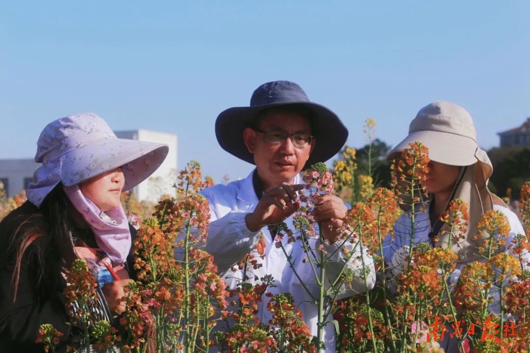 惊喜!江西农大种出63色油菜花