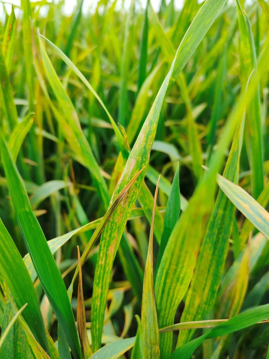 罕闻小麦细条病?