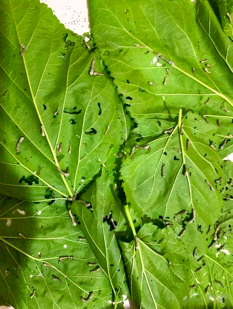 蚕的成长历程与多样时期探索