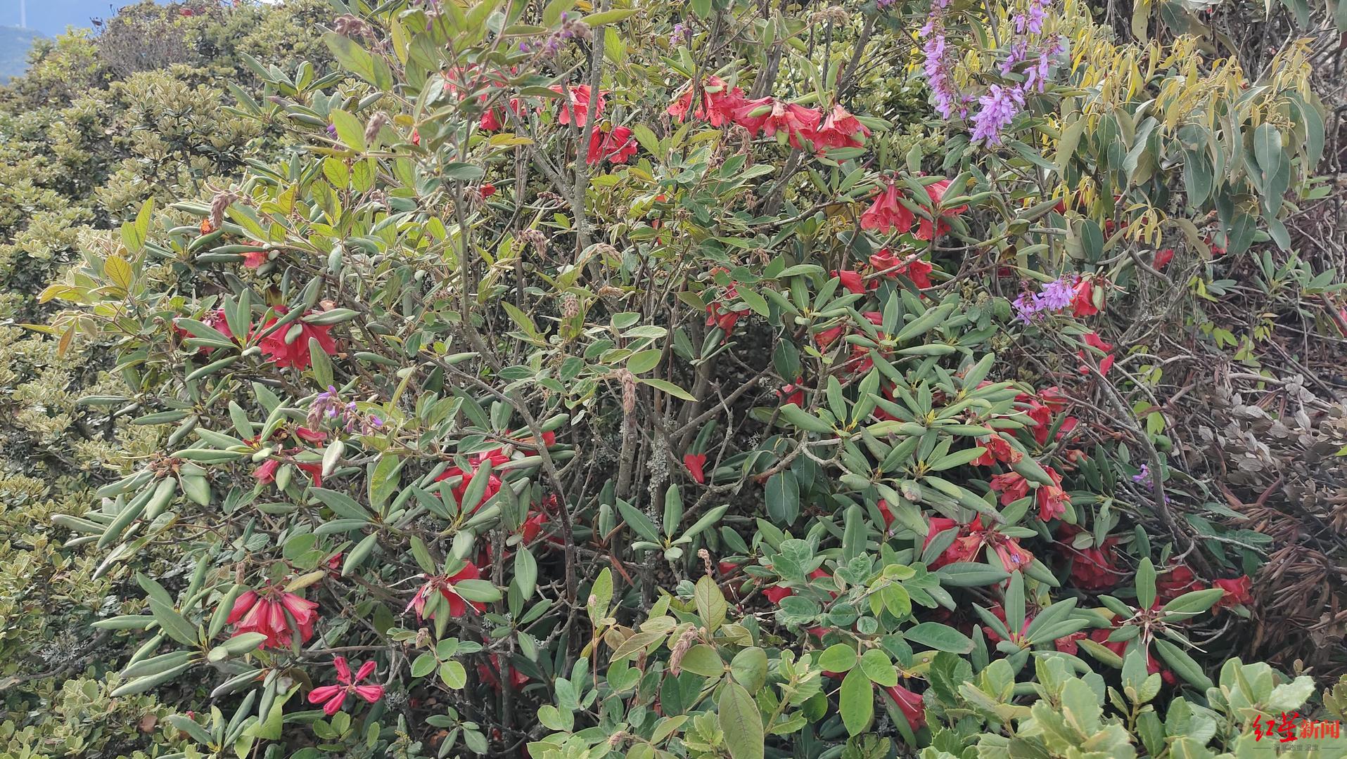 四川凉山新发现大量"会东杜鹃":曾不足200株,被称为"杜鹃中的大熊猫"