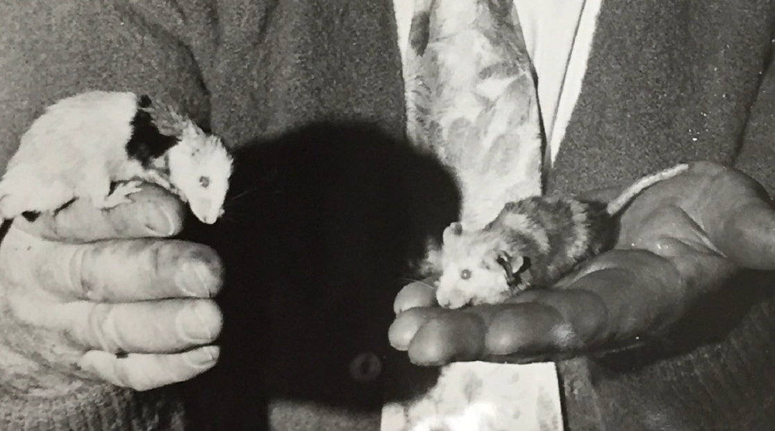 老鼠乌托邦:持续1780天的黑暗实验,预言人类的最终结局