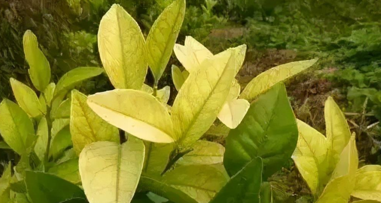 植物缺钾的症状 baijiahao.baidu.com