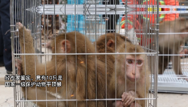 云南普洱:村民主动上交国家一级保护动物平顶猴