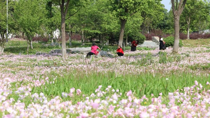 "五一"贵州六枝郎岱百草园赏花露营正当时