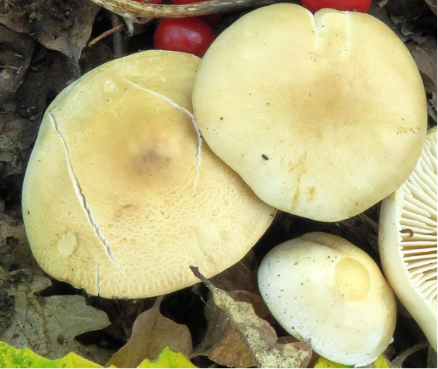 荒野维生野菜系列——乳白口蘑