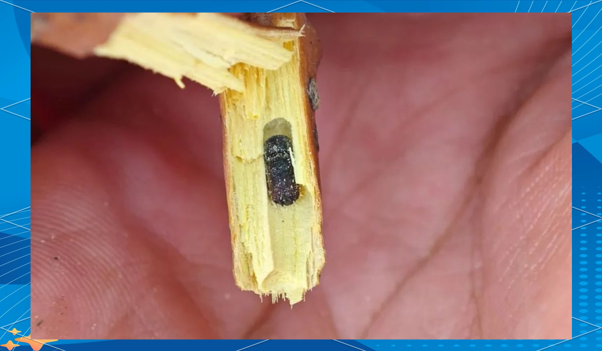 体型虽小但危害不小的小蠹虫