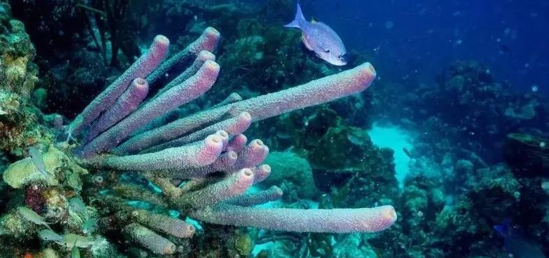 灯塔水母:自我永生的神奇生物,真相背后的生命哲学