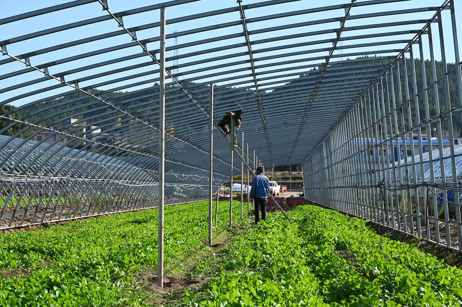 蓝山:利用冬闲建大棚