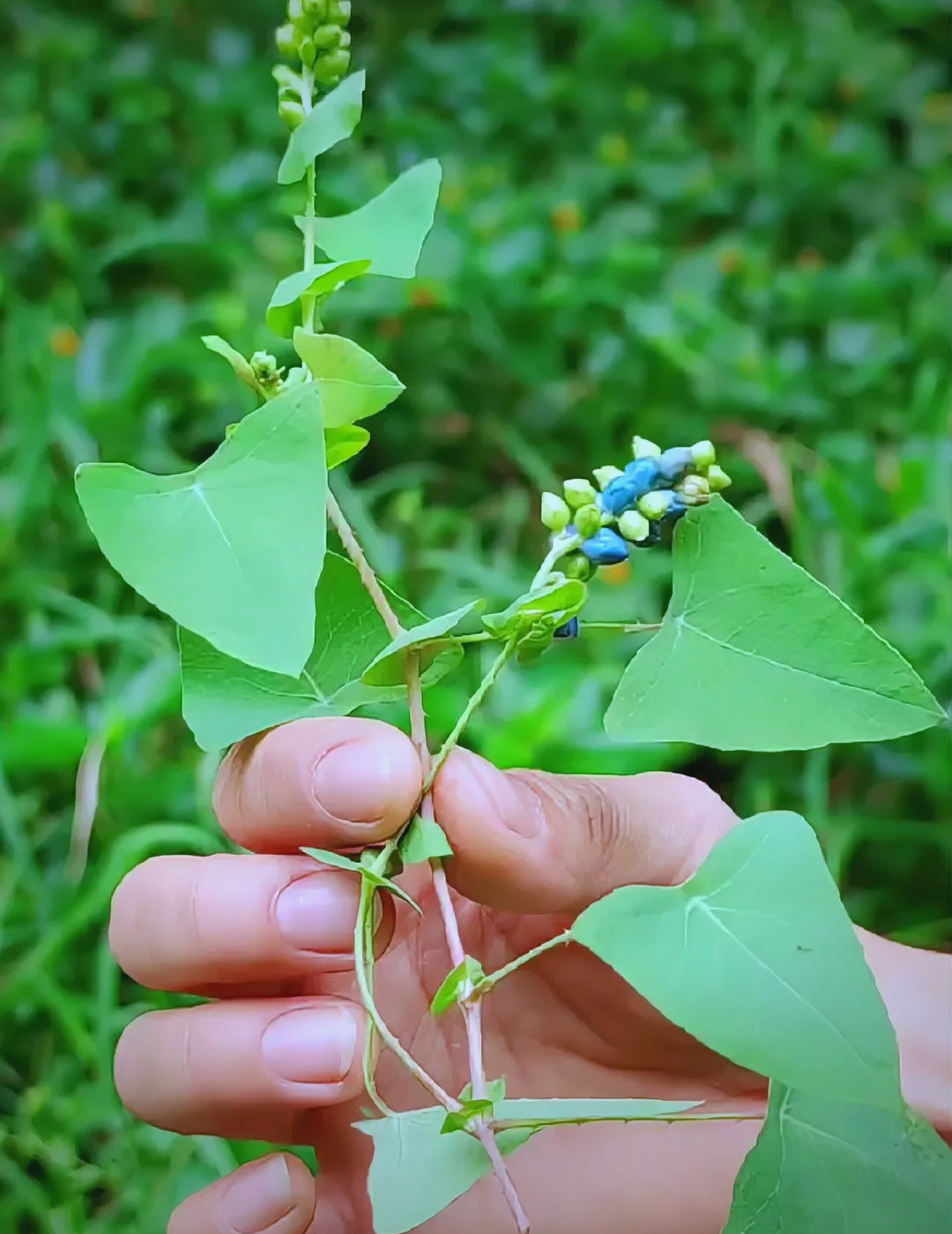 一味草药杠板归,治疗多种皮肤问题及毒蛇咬伤