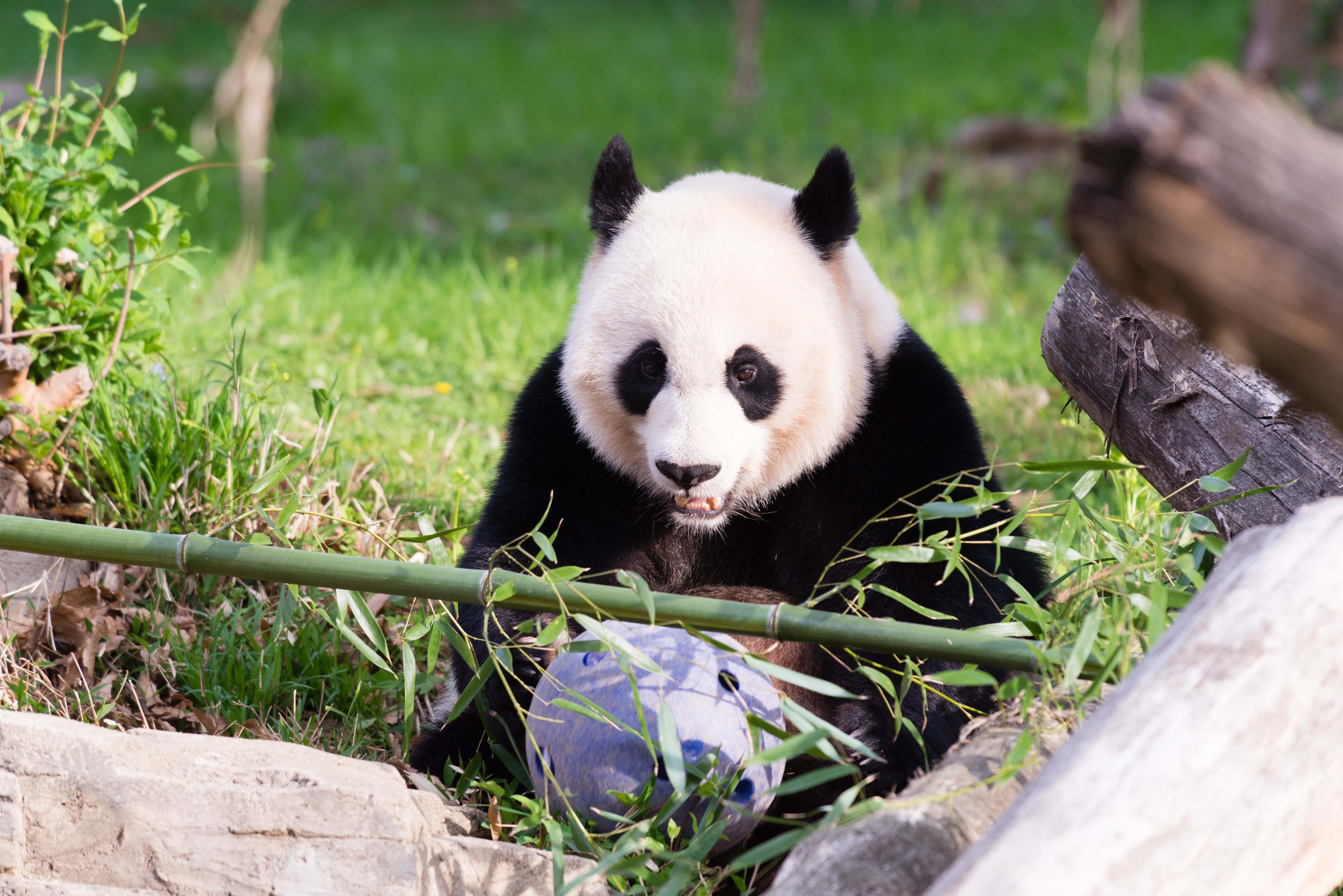 旅美大熊猫"美香""添添""小奇迹"预计将在年内回到中国