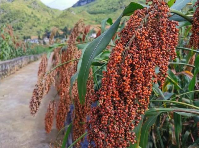 黔西南:20万亩高粱红了,农民笑了