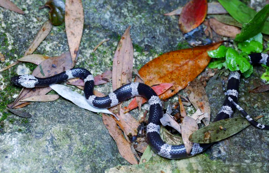 香港多种具有黑白斑纹的蛇类介绍