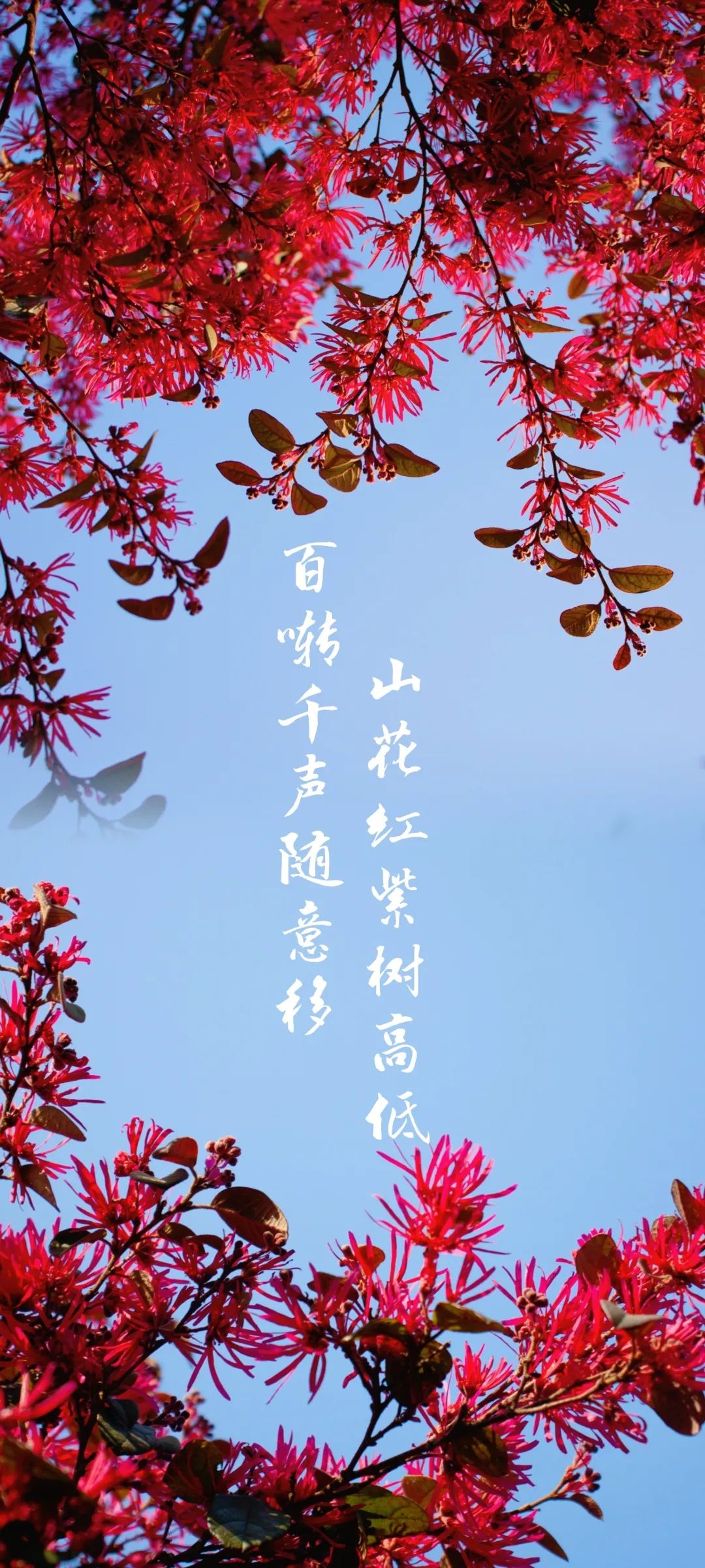 南昌大学的"花样年华"