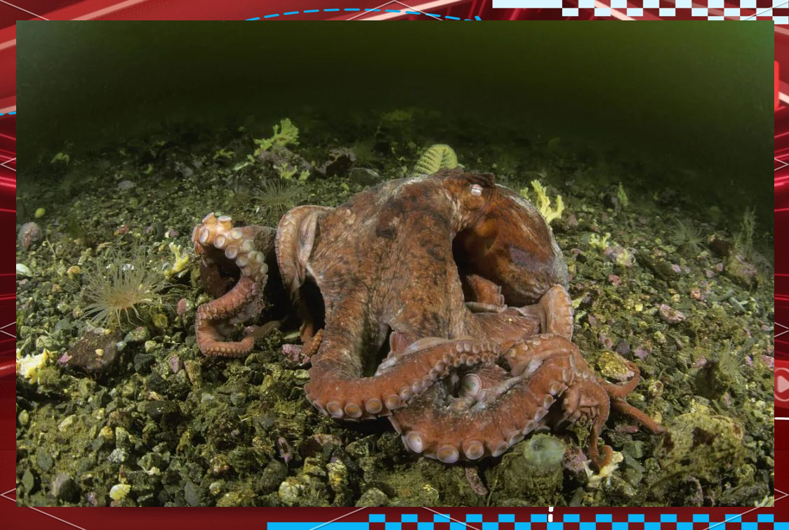 韩国渔民发现变异章鱼,众多触手引发外星生物猜测