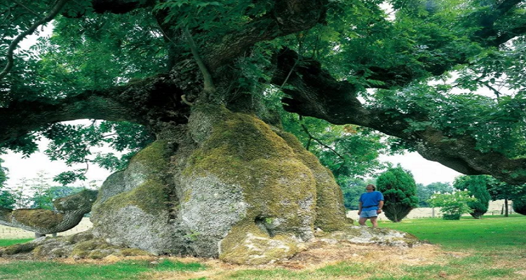 活化石的树有哪些