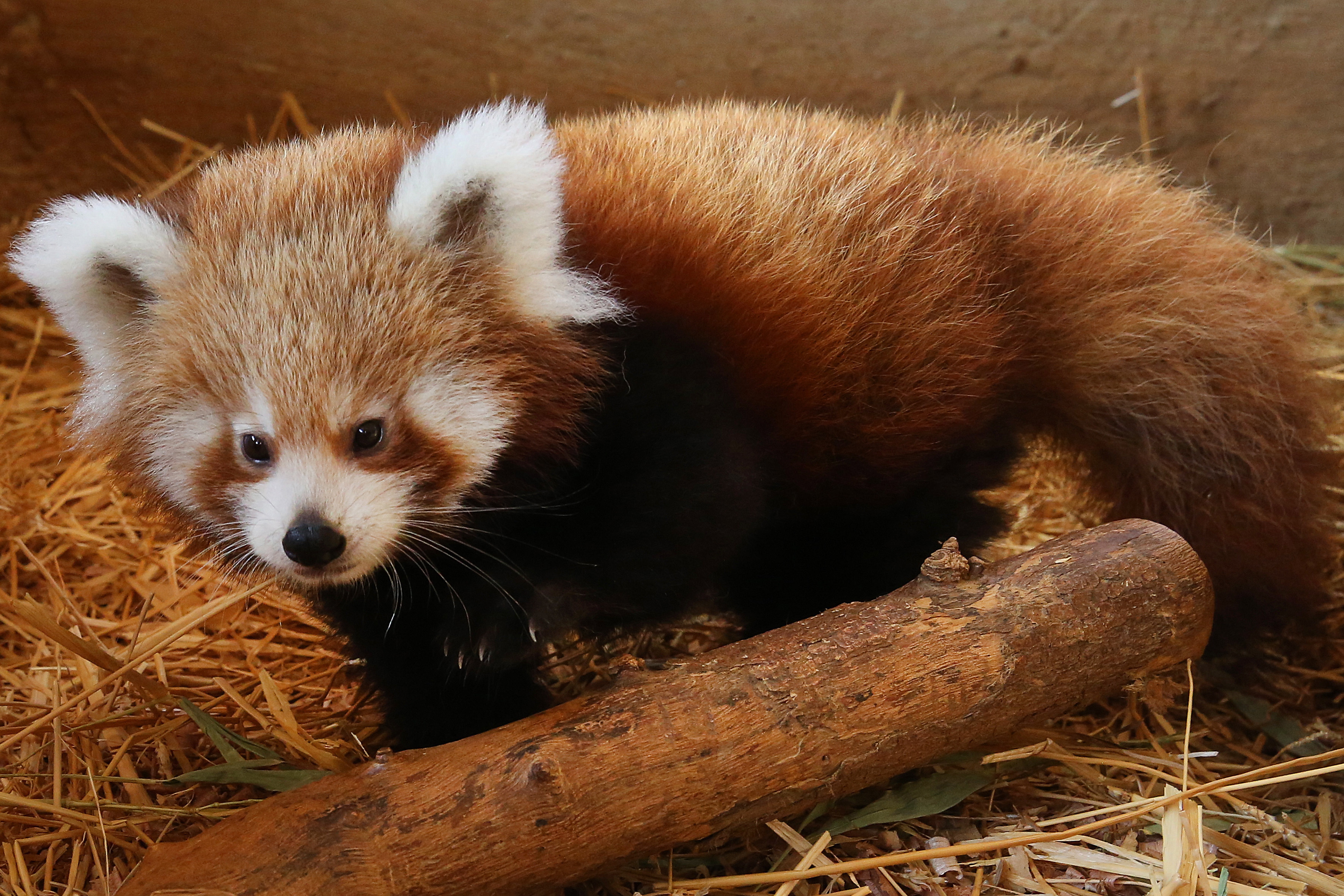 希腊阿提卡动物园的小熊猫
