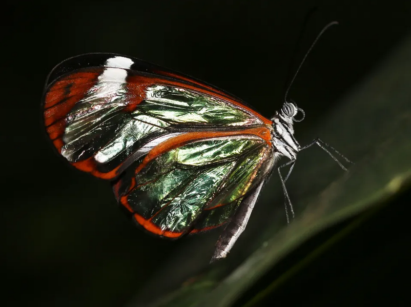 生物學家揭開了