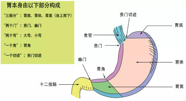 胃的解剖结构分区图片