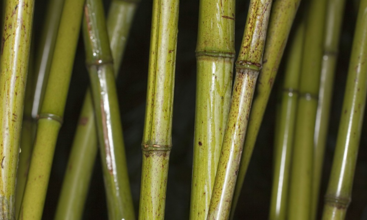 大熊猫爱吃的竹子是毛竹还是青川箭竹