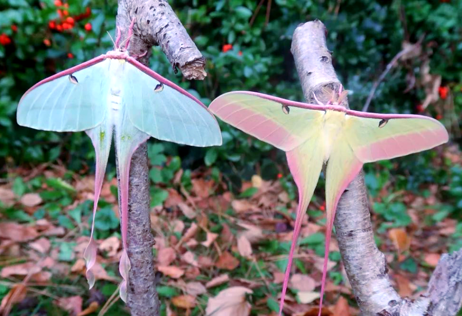 中秋将至,探索多样的"月神蛾"世界