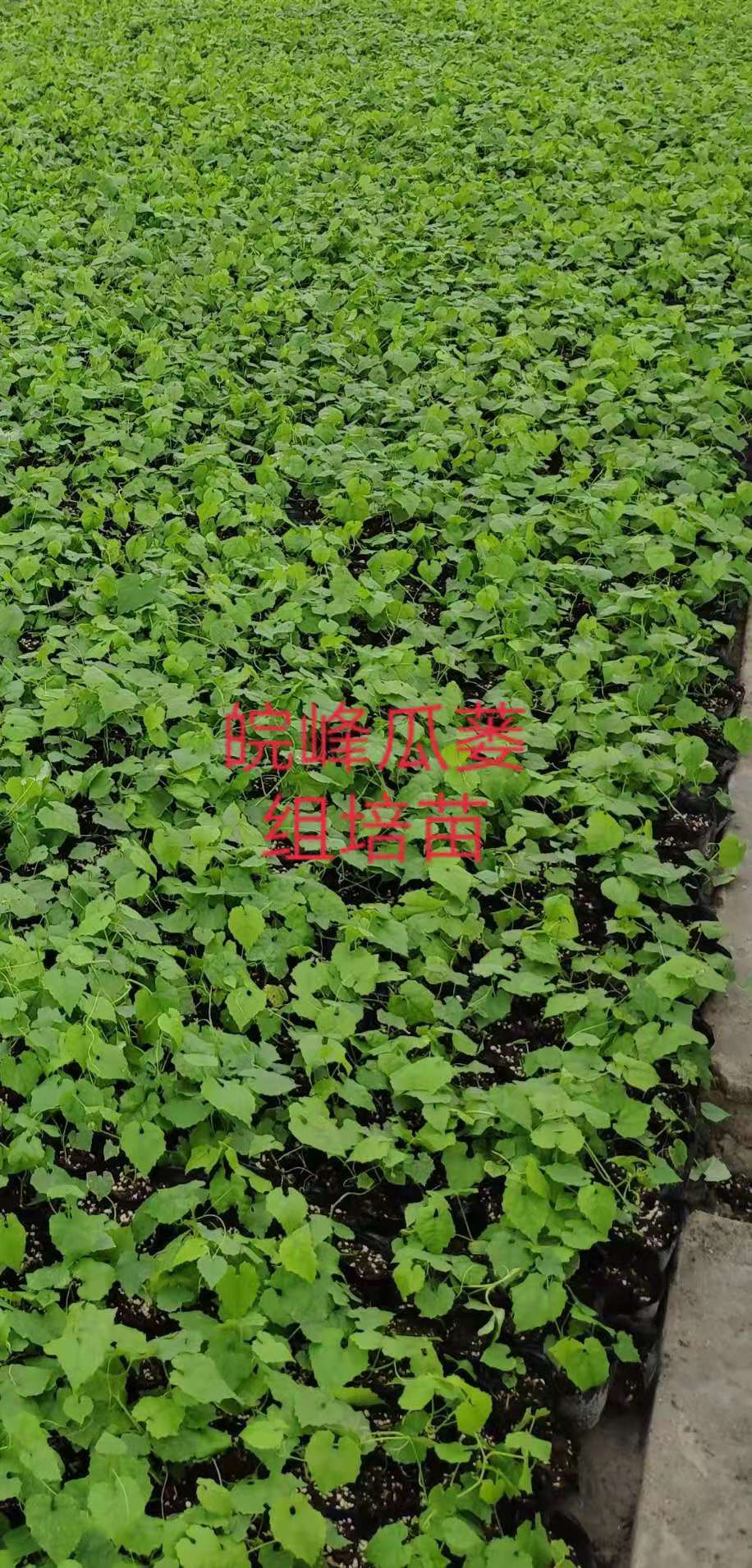 瓜蒌苗,瓜蒌苗销售厂家哪里有?