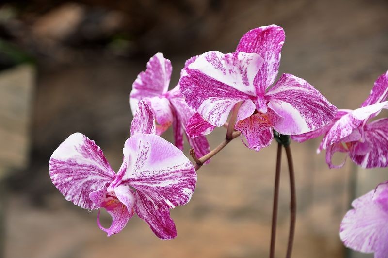 《蝴蝶兰》:上海三十年代爱恨情仇剧情