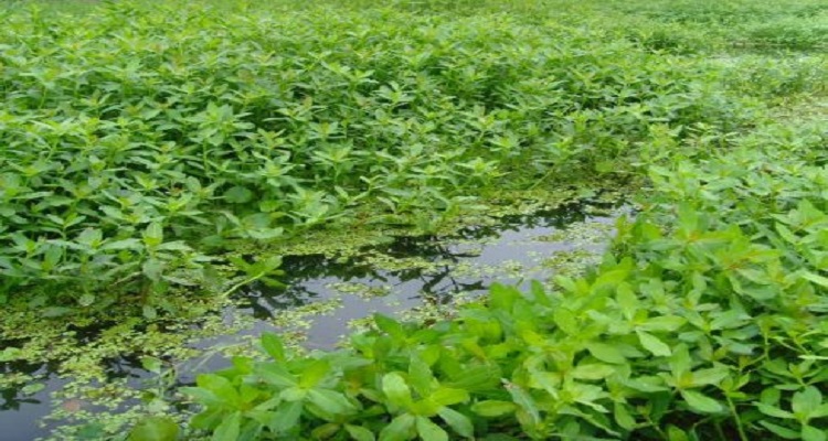 水花生是什么植物