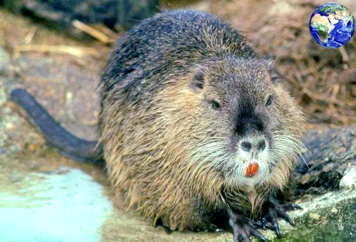 南美洲惊现巨大"水老鼠",体重可达三十斤,擅长游泳与潜水