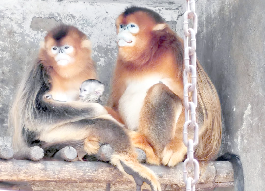 商丘动物园金丝猴宝宝亮相,见证繁育成功与未来展望