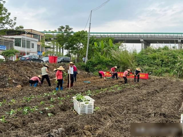 惠州龙门县龙江镇全力加快推进撂荒耕地复耕复种工作