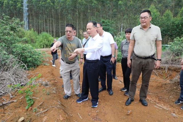 市领导到饶平樟溪调研油茶种植及古树名木保护工作