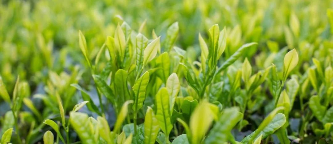 只有种在西湖的龙井能叫"西湖龙井"?丨松法·案