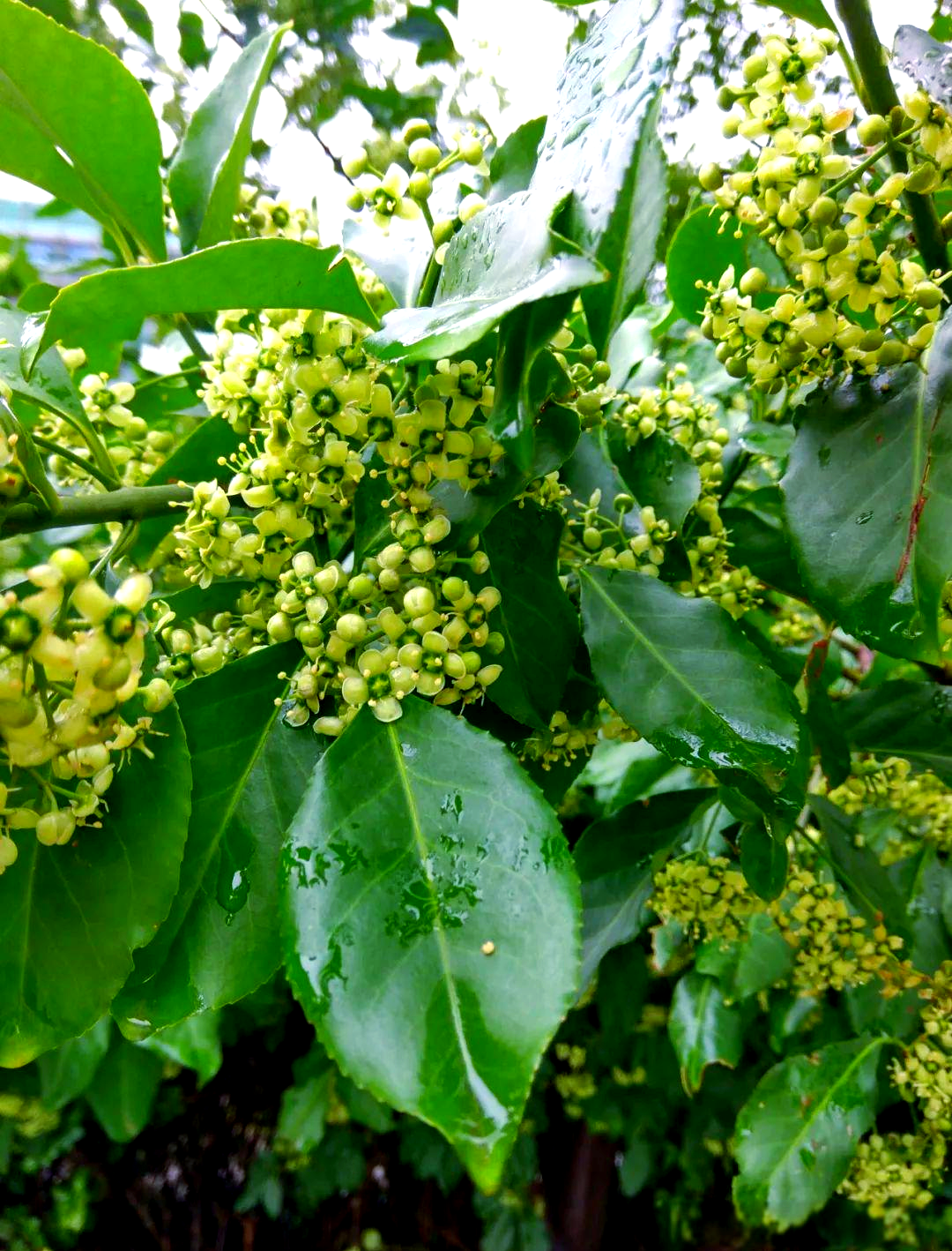 大叶黄杨:展现含蓄之美的园林之选