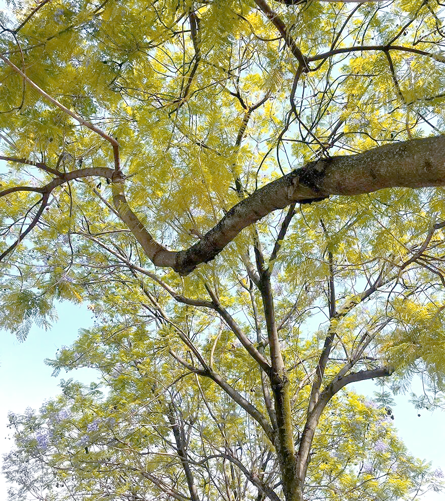 成都武晋路蓝花楹盛放攻略:梦幻紫藤间的世界