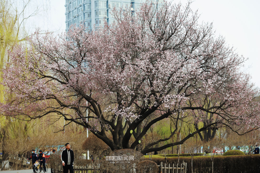 古梨园179岁"高龄"的山杏树花开如盖