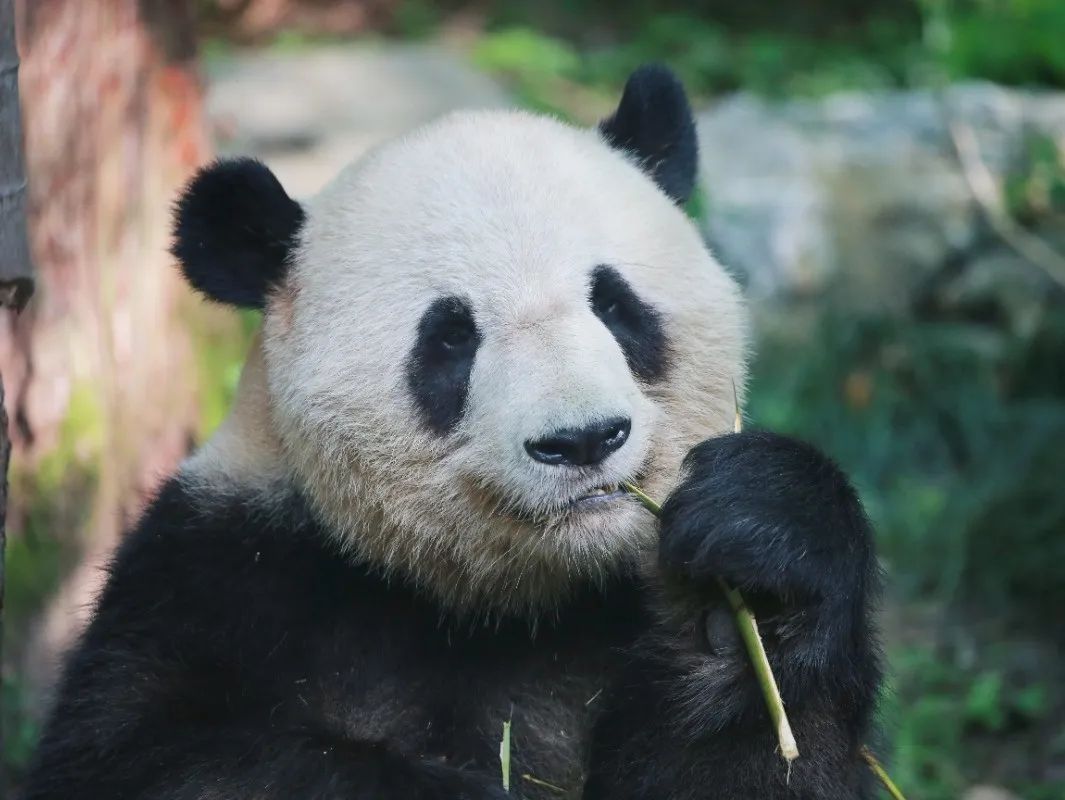 西郊小霸王"星光"的生日趴预告,征集"星光"成熊礼的祝福啦